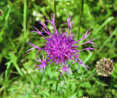 Centaurea scabiosa / Skabiosen-Flockenblume / Asteraceae / Korbbltengewchse