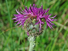 Centaurea scabiosa / Skabiosen-Flockenblume / Asteraceae / Korbbltengewchse