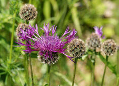 Centaurea scabiosa / Skabiosen-Flockenblume / Asteraceae / Korbbltengewchse