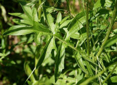 Centaurea scabiosa / Skabiosen-Flockenblume / Asteraceae / Korbbltengewchse