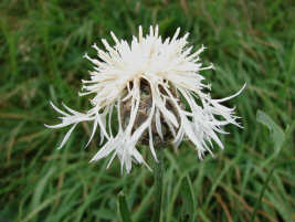 Centaurea scabiosa / Skabiosen-Flockenblume / Asteraceae / Korbbltengewchse / seltene, wei blhende Form