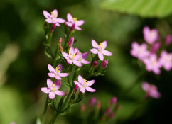 Centaurium erythraea / Echtes Tausendgldenkraut / Gentianaceae / Enziangewchse