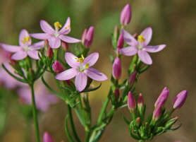 Centaurium erythraea / Echtes Tausendgldenkraut / Gentianaceae / Enziangewchse