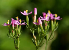 Centaurium erythraea / Echtes Tausendgldenkraut / Gentianaceae / Enziangewchse