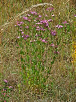 Centaurium erythraea / Echtes Tausendgldenkraut / Gentianaceae / Enziangewchse