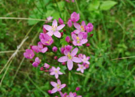 Centaurium erythraea / Echtes Tausendgldenkraut / Gentianaceae / Enziangewchse