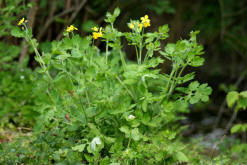 Chelidonium majus / Groes Schllkraut / Papaveraceae / Mohngewchse