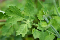 Chelidonium majus / Groes Schllkraut / Papaveraceae / Mohngewchse