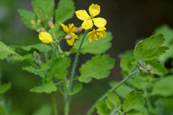 Chelidonium majus / Groes Schllkraut / Papaveraceae / Mohngewchse