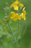 Chelidonium majus / Groes Schllkraut / Papaveraceae / Mohngewchse