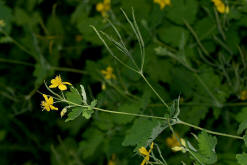 Chelidonium majus / Groes Schllkraut (mit Fruchtstnden) / Papaveraceae / Mohngewchse