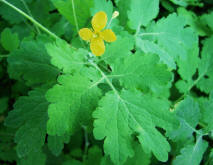 Chelidonium majus / Groes Schllkraut / Papaveraceae / Mohngewchse