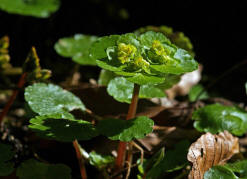 Chrysosplenium alternifolium / Wechselblättriges Milzkraut / Saxifragaceae / Steinbrechgewächse