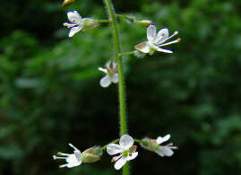 Circaea lutetiana / Groes Hexenkraut / Onagraceae (=Oenotheraceae) / Nachtkerzengewchse