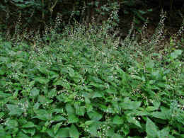 Circaea lutetiana / Groes Hexenkraut / Onagraceae (=Oenotheraceae) / Nachtkerzengewchse