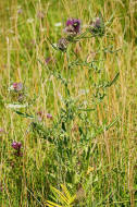 Cirsium eriophorum / Wollkopf-Kratzdistel / Wollkpfige Kratzdistel / Asteraceae / Korbbltengewchse