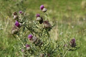 Cirsium eriophorum / Wollkopf-Kratzdistel / Wollkpfige Kratzdistel / Asteraceae / Korbbltengewchse