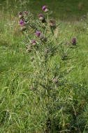 Cirsium eriophorum / Wollkopf-Kratzdistel / Wollkpfige Kratzdistel / Asteraceae / Korbbltengewchse