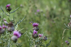 Cirsium eriophorum / Wollkopf-Kratzdistel / Wollkpfige Kratzdistel / Asteraceae / Korbbltengewchse