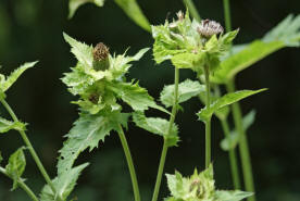 Cirsium oleraceum / Kohl-Kratzdistel / Asteraceae - Korbbltengewchse