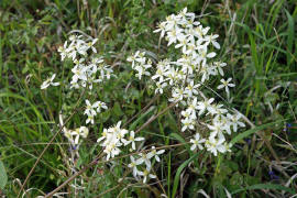 Clematis recta / Aufrechte Waldrebe / Ranunculaceae / Hahnenfugewchse