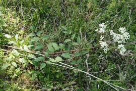 Clematis recta / Aufrechte Waldrebe / Ranunculaceae / Hahnenfugewchse