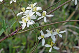 Clematis recta / Aufrechte Waldrebe / Ranunculaceae / Hahnenfugewchse