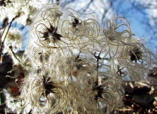 Clematis vitalba / Gewhnliche Waldrebe / Weie Waldrebe (Samenstnde) / Ranunculaceae / Hahnenfugewchse