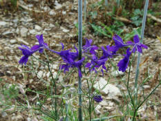 Consolida regalis / Acker-Rittersporn / Ranunculaceae / Hahnenfugewchse