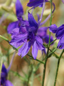 Consolida regalis / Acker-Rittersporn / Ranunculaceae / Hahnenfugewchse