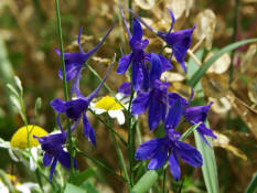 Consolida regalis / Acker-Rittersporn / Ranunculaceae / Hahnenfugewchse