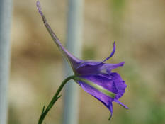 Consolida regalis / Acker-Rittersporn / Ranunculaceae / Hahnenfugewchse