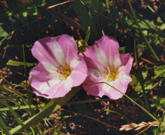 Convolvulus arvensis / Acker - Winde / Convolvulaceae / Windengewchse