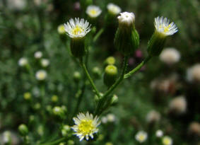 Conyza canadensis / Kanadisches Berufkraut / Katzenschweif / Asteraceae / Korbbltengewchse