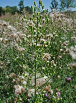 Conyza canadensis / Kanadisches Berufkraut / Katzenschweif / Asteraceae / Korbbltengewchse