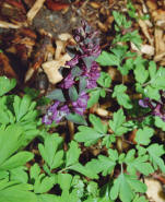 Corydalis cava / Hohler Lerchensporn / Fumariaceae / Erdrauchgewchse