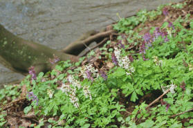 Corydalis cava / Hohler Lerchensporn / Fumariaceae / Erdrauchgewchse