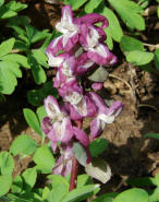 Corydalis cava / Hohler Lerchensporn / Fumariaceae / Erdrauchgewchse