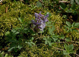 Corydalis cava / Hohler Lerchensporn / Fumariaceae / Erdrauchgewchse