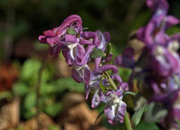 Corydalis cava / Hohler Lerchensporn / Fumariaceae / Erdrauchgewchse