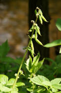 Corydalis cava / Hohler Lerchensporn / Fumariaceae / Erdrauchgewchse (Fruchtstand)