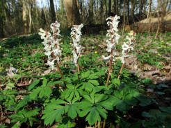 Corydalis cava / Hohler Lerchensporn / Fumariaceae / Erdrauchgewchse