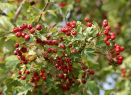 Crataegus monogyna / Eingriffliger Weidorn / Rosaceae / Rosengewchse