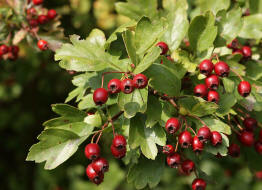 Crataegus monogyna / Eingriffliger Weidorn / Rosaceae / Rosengewchse