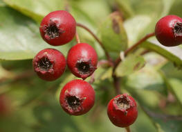 Crataegus monogyna / Eingriffliger Weidorn / Rosaceae / Rosengewchse