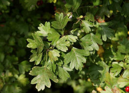 Crataegus monogyna / Eingriffliger Weidorn / Rosaceae / Rosengewchse