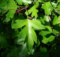 Crataegus monogyna / Eingriffliger Weidorn / Rosaceae / Rosengewchse