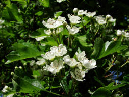 Crataegus monogyna / Eingriffliger Weidorn / Rosaceae / Rosengewchse