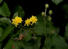 Crepis biennis / Wiesen-Pippau / Asteraceae / Korbbltengewchse