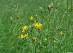 Crepis biennis / Wiesen-Pippau / Asteraceae / Korbbltengewchse